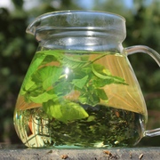 Teesträucher Teesträucher